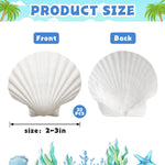 30 Pcs Natural Scallop Shells 2-3 inch
