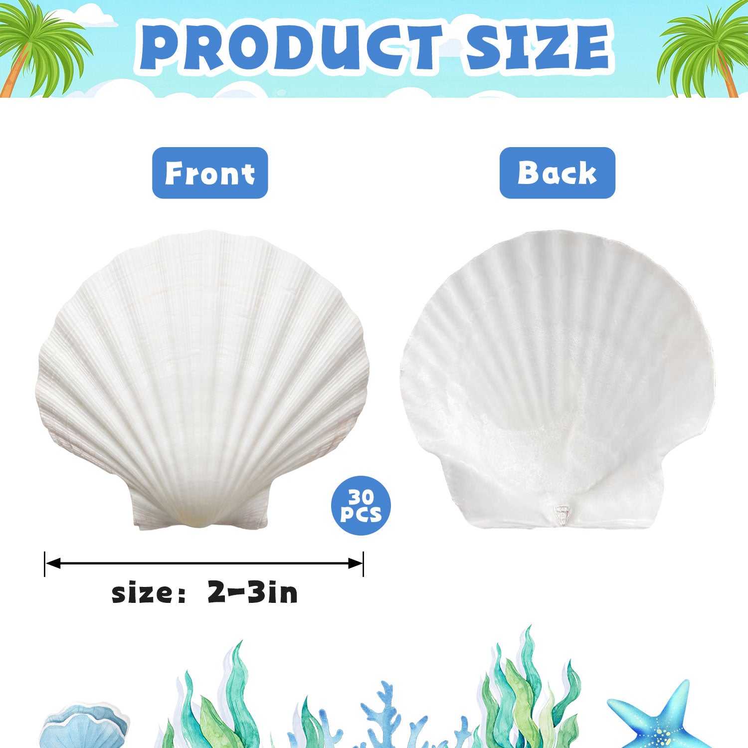 30 Pcs Natural Scallop Shells 2-3 inch