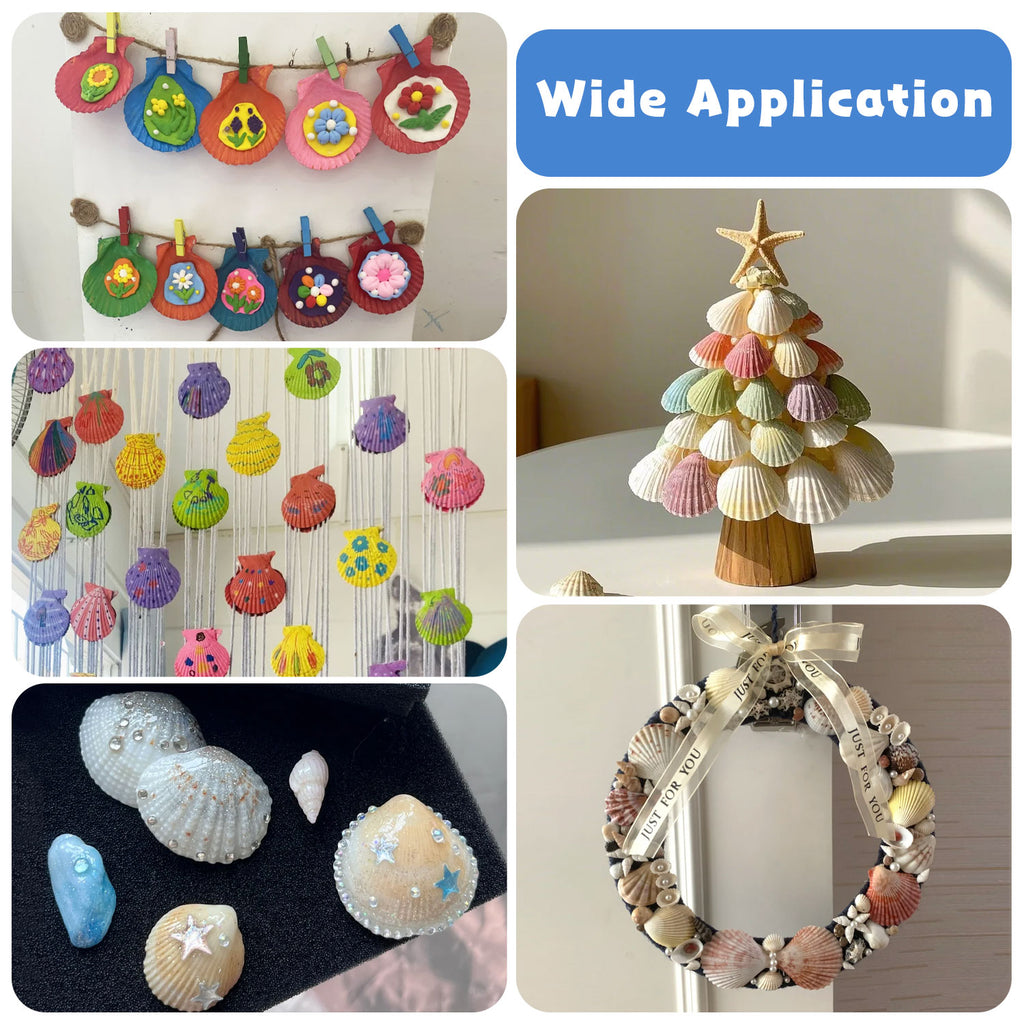 10PCS Large Natural Scallop Shells