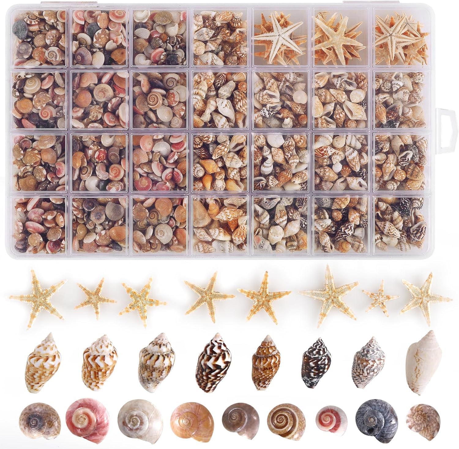 Tiny Mini Small Sea Shells