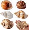5PCS Large Hermit Crab Shells