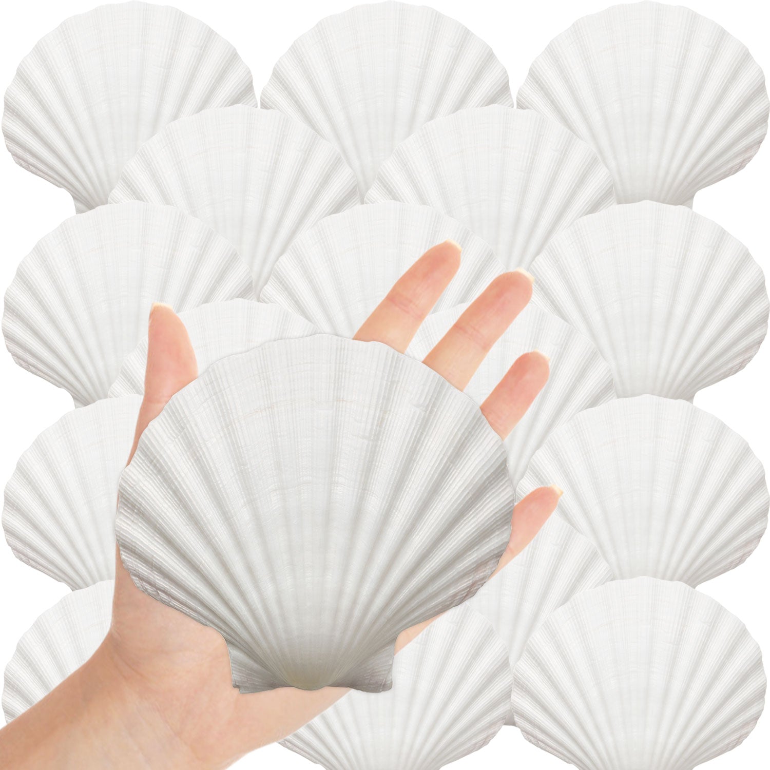 10PCS Large Natural Scallop Shells